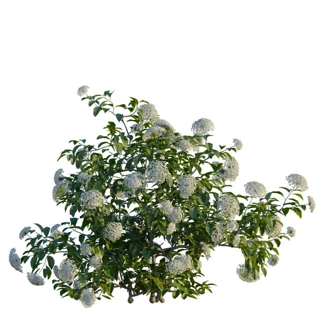 thumbnail for publication: Foliar Leaf Spots of Viburnum during Nursery Production in Florida: Research and Fungicide Efficacies